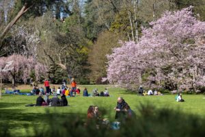 Hanami pique-nique sous les cerisiers