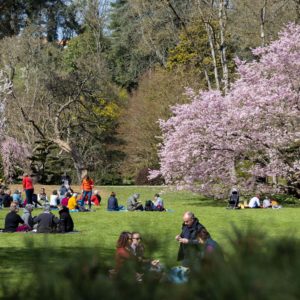 Hanami pique-nique sous les cerisiers