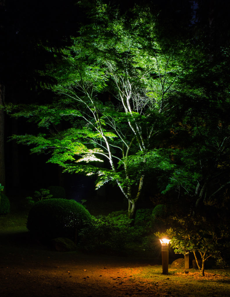 promenade de nuit, erable