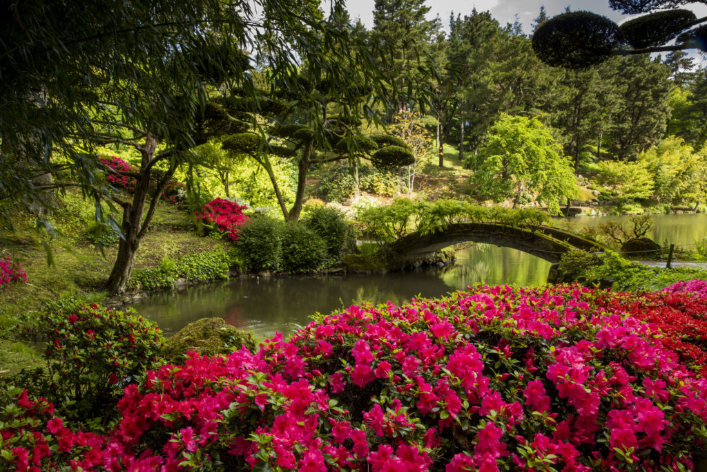 Azalées au Parc oriental