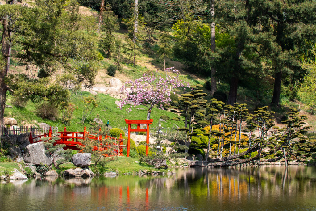 Animation au Parc Oriental : Réalisation d'un paysage japonais miniature  (Bonkei/Saikei), Animations à MAULEVRIER