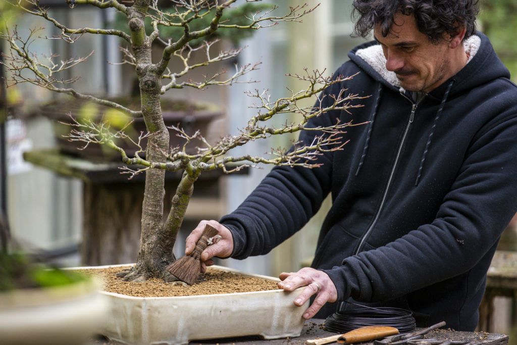 jardiniers pavillon des plantes bonsaï parc oriental