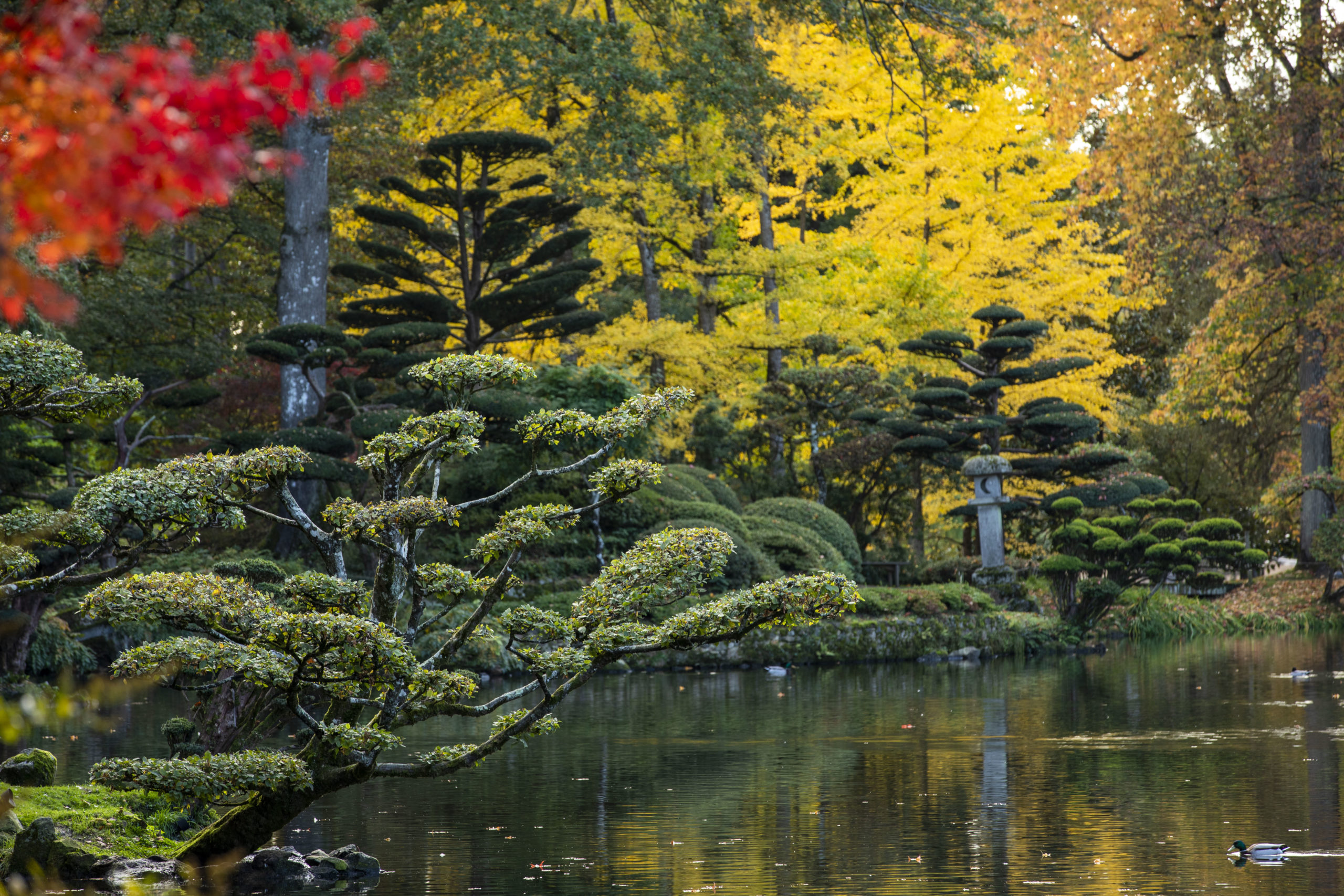 Parc Oriental de Maulévrier en automne