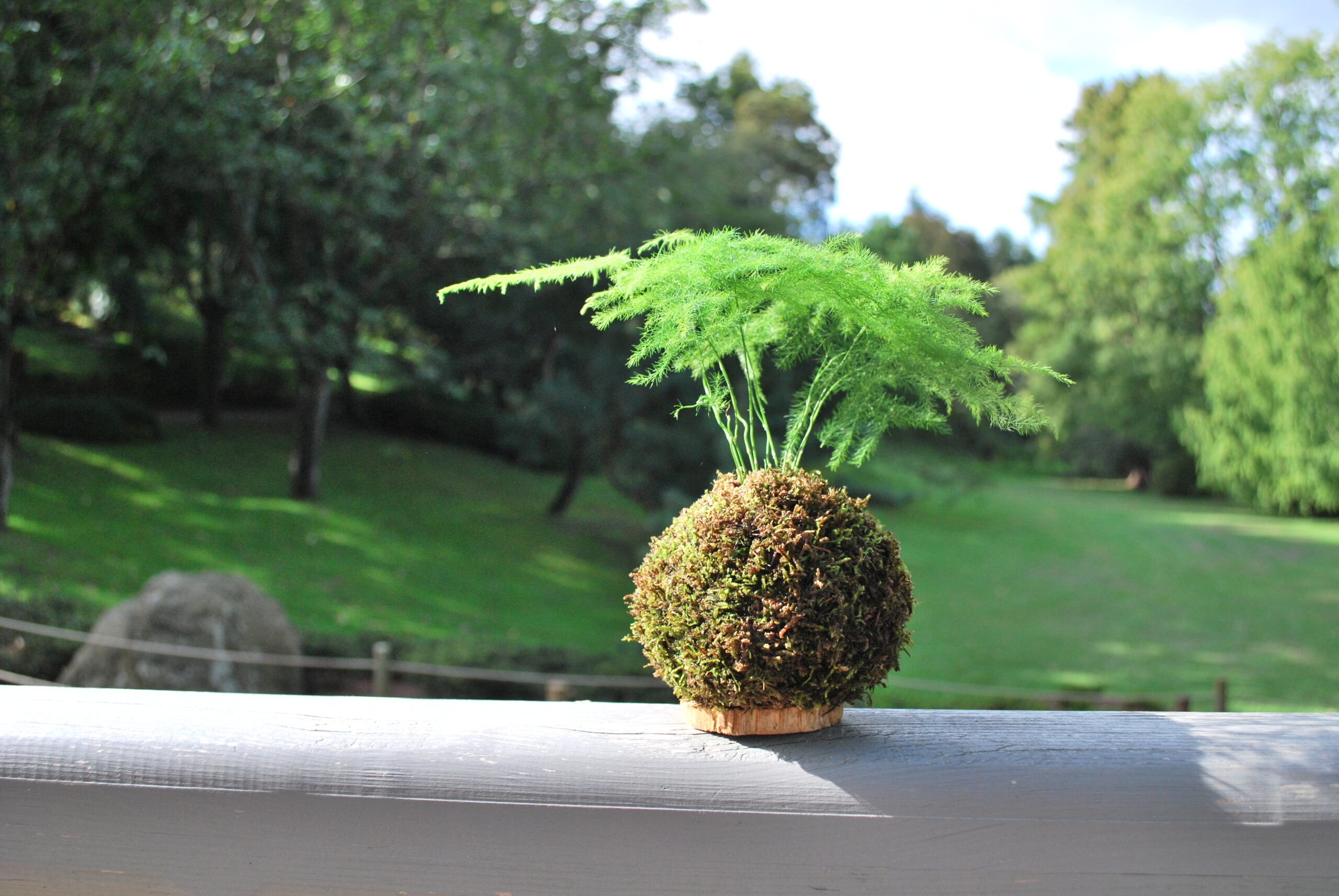 kokedama