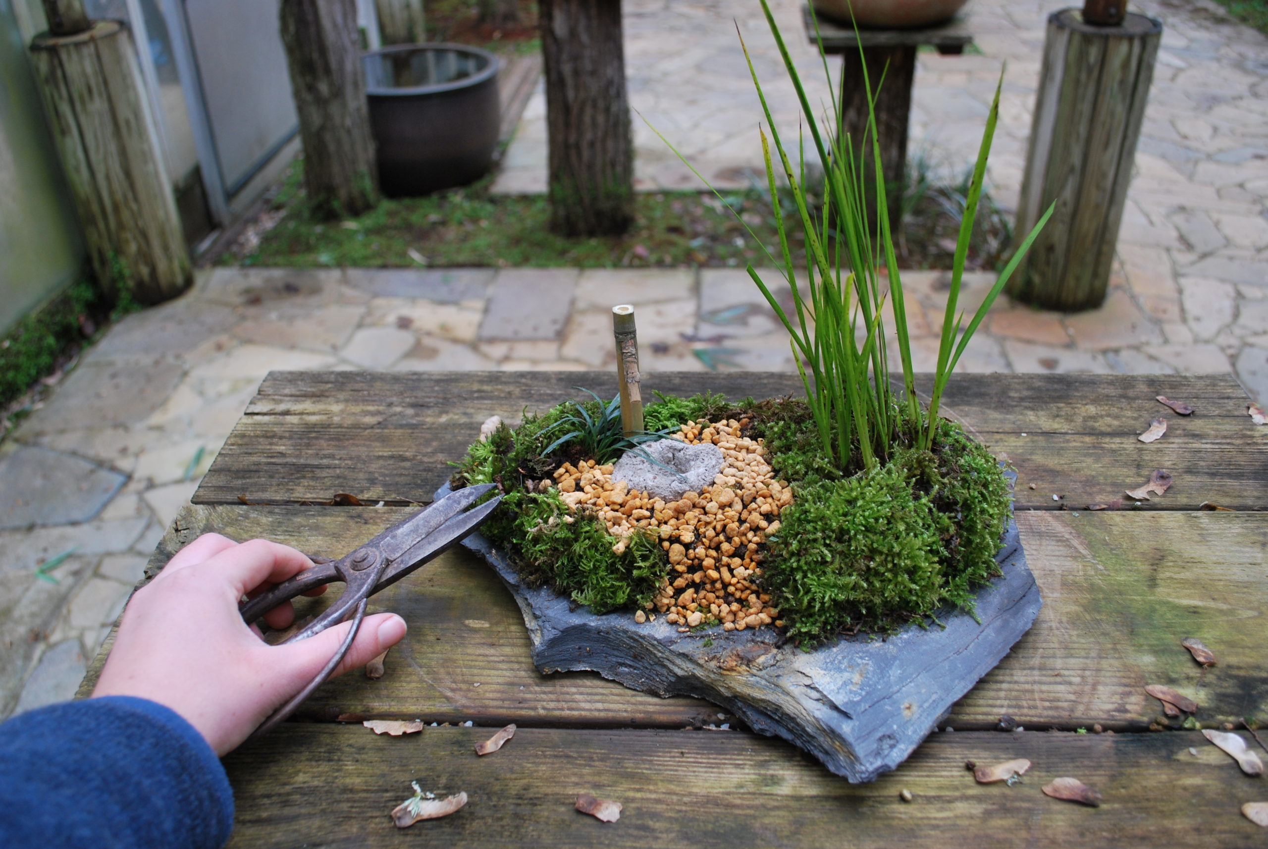 Entretien plante