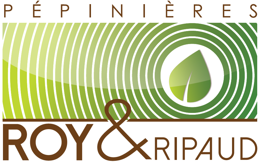 Logo Roy Ripaud