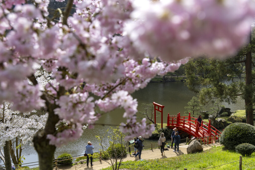 2026 - photos Hanami