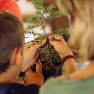 atelier découverte - bonsai